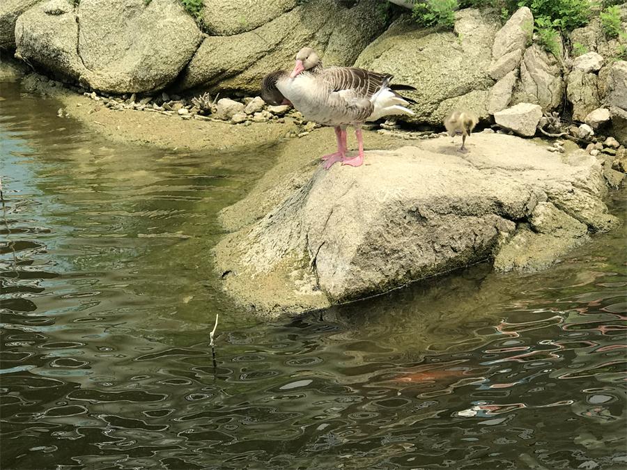 天鵝湖風(fēng)景區(qū)（泰山）速覽！(圖15)